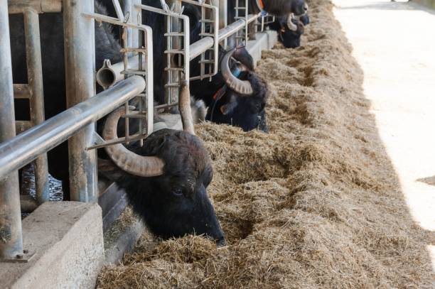 istock Buffalos in mozzarella cheese factory 979358464