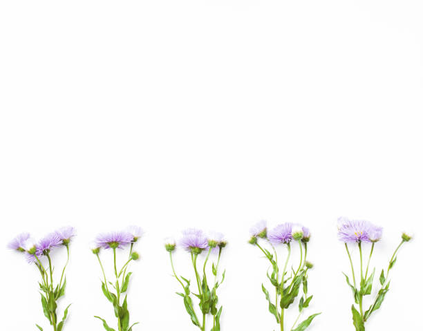 istock Border made of violet flowers on white background. Top view with copy space. Flat lay. 979361748