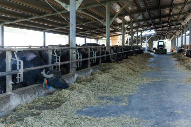 istock Buffalos in mozzarella cheese factory 979369026