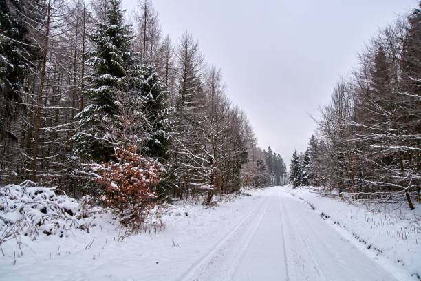 istock Beautiful winter landscape with snow covered trees. Christmas greetings 979371398