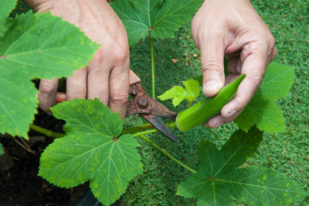 istock Young green Okra plant 979371464