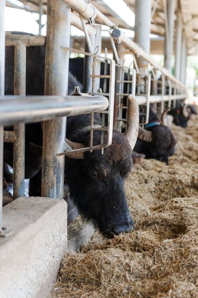 istock Buffalos in mozzarella cheese factory 979371824