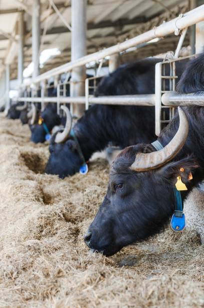 istock Buffalos in mozzarella cheese factory 979372138