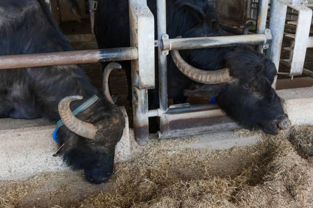 istock Buffalos in mozzarella cheese factory 979379350