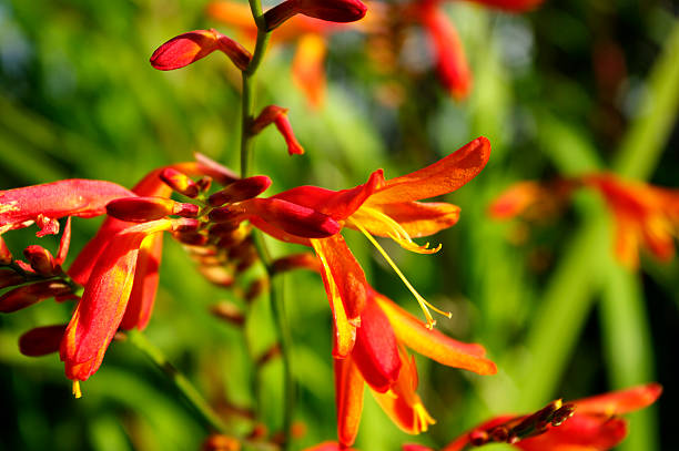 istock Orange Montbresia Flowers 97937959