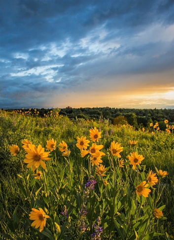 Yellow wildflowers at the top of Peets Hill above Bozeman, MT.