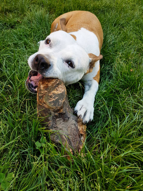 istock Bored dog occupies by chewing 979392468