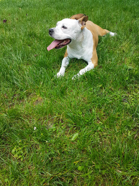 istock Funny dog with his tongue out 979407774
