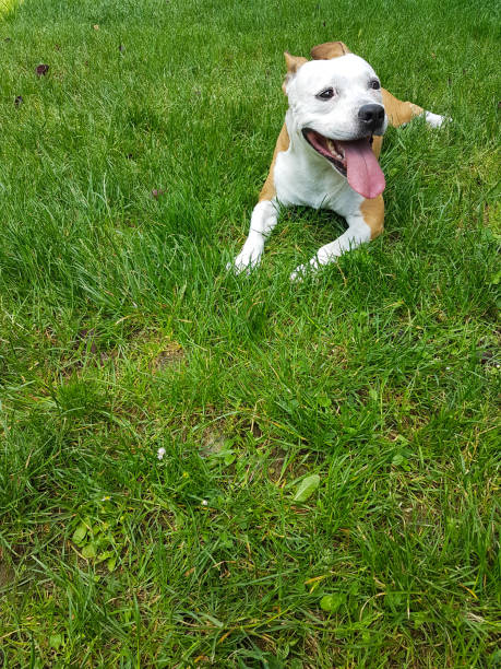 istock Funny dog with his tongue out 979415116