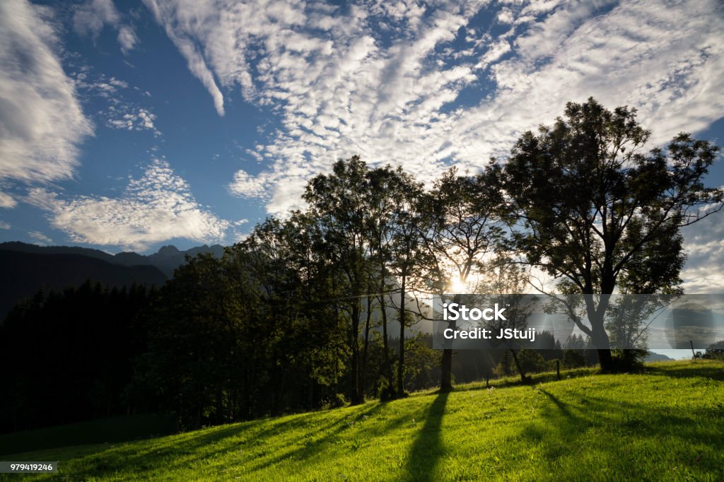 Trees near Annaberg in lammertal Trees just before sunset in a hilly landscape near the Austrian village Annaberg im Lammertal Austria Stock Photo