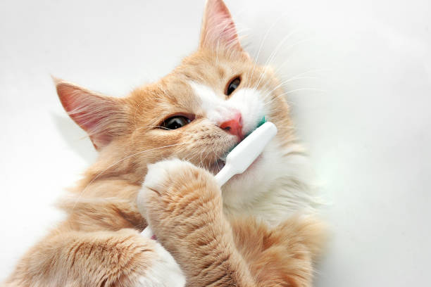 Red Cat and toothbrush Funny cat is playing with toothbrush in the bath tub toothbrush stock pictures, royalty-free photos & images