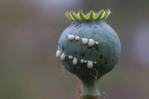 Opium poppy fruit been cuted