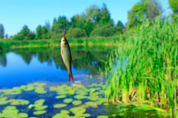 Caught rudd hanging on hook and summer pond on background Caught rudd hanging on hook and summer pond on background. Good fishing. Caught fish. Common rudd. Scardinius erythrophthalmus. Close up view of rudd hanging on hook common rudd photos stock pictures, royalty-free photos & images