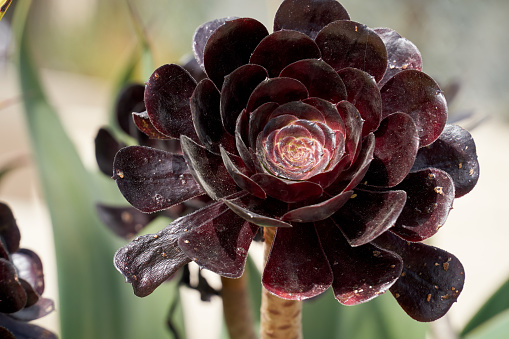 Black Rose Aeonium Desert Plant