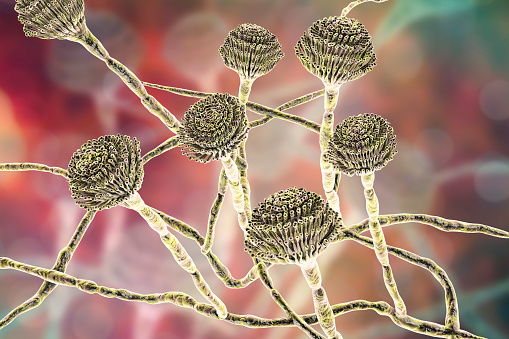 Fungi Aspergillus, black mold, which produce aflatoxins, cause pulmonary infection aspergillosis and aspergilloma in different organs. 3D illustration