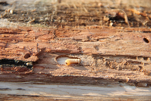 Larva of woodworm lives under pine bark. Common furniture beetle. Insect pest