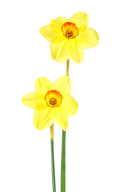 istock Narcissus bouquet isolated on white background. Daffodil flower. 979438058
