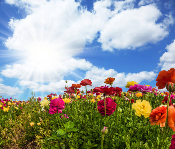 istock The colorful flowers 979439450