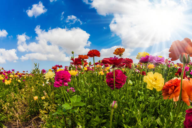 istock The beautiful colorful flowers 979439464
