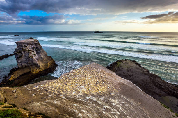 istock Nesting colony of rare seabird 979442114