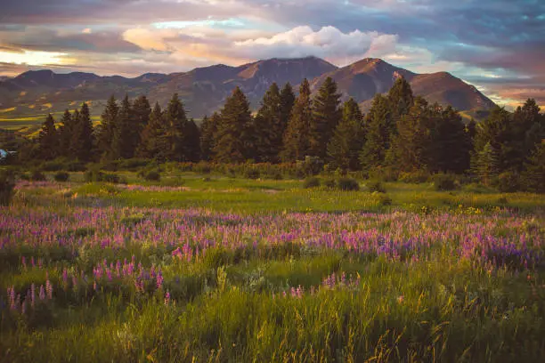 A field of purple wildflowers atop Peets Hill in Bozeman, with the Bridger Mountains in the background.