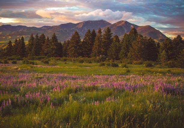 violet field - landscape montana wildflower flower photos et images de collection