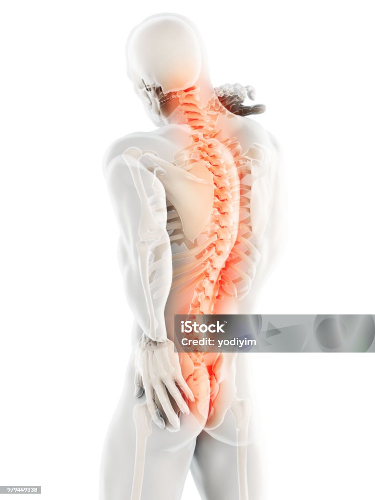 3D Illustration of sacral and cervical painful. 3D Illustration of sacral and cervical painful, medical concept. Backache Stock Photo