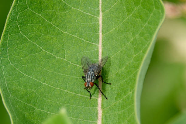 mosca de la carne en hojas de algodoncillo - close up animal eye flesh fly fly fotografías e imágenes de stock