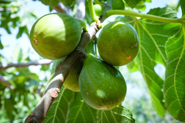 istock Ficus carica - Figs on the tree - Apulia, Italy 979465654