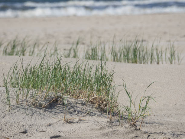 istock the german island juist 979468272