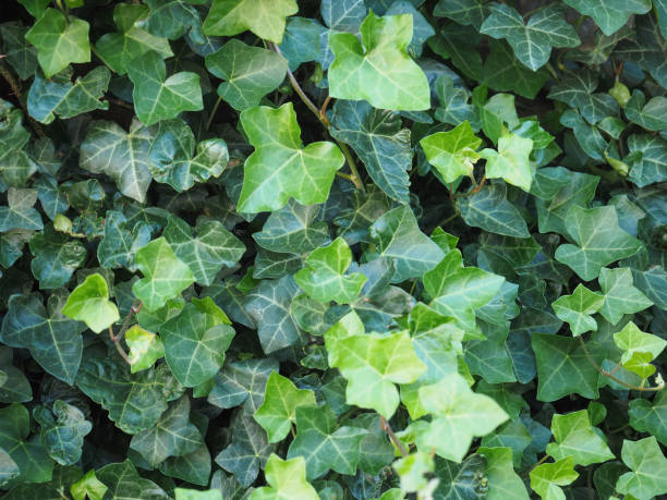 istock ivy plant background 979469326