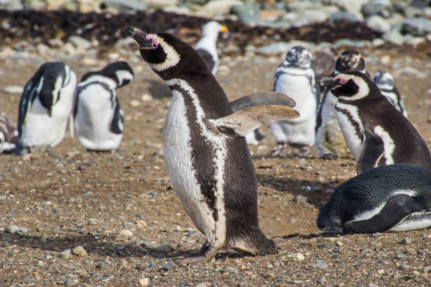 istock Penguins inside Saint Magdalena Island, Patagonia 979469668