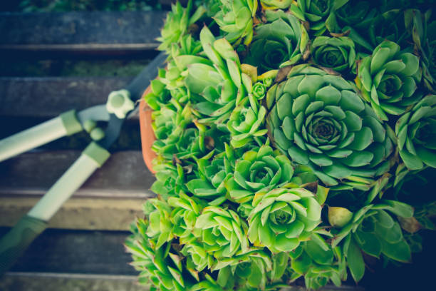 istock Houseleek flower head / Liveforever / Hen and Chicks 979470794