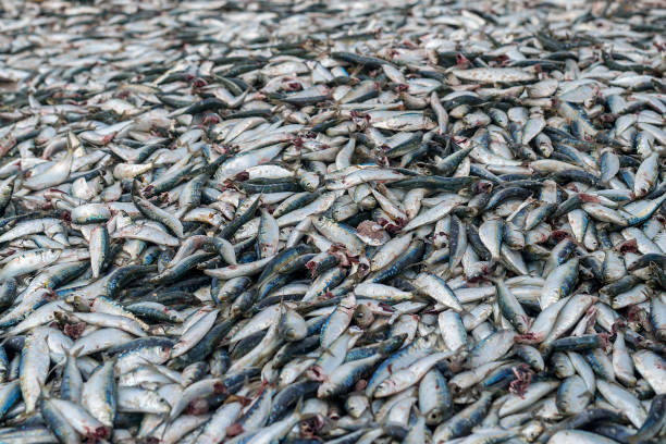 istock Sardine fish and fishing net 979470902