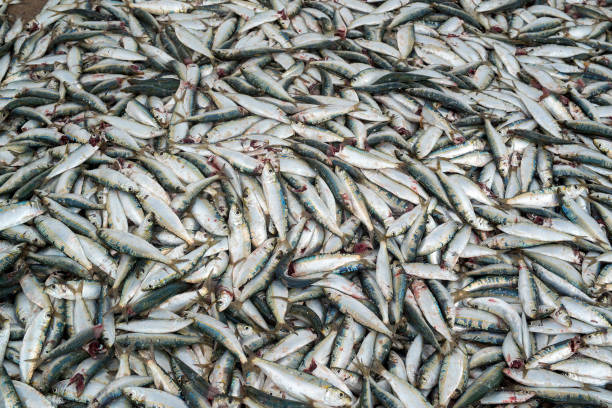 istock Sardine fish and fishing net 979473866