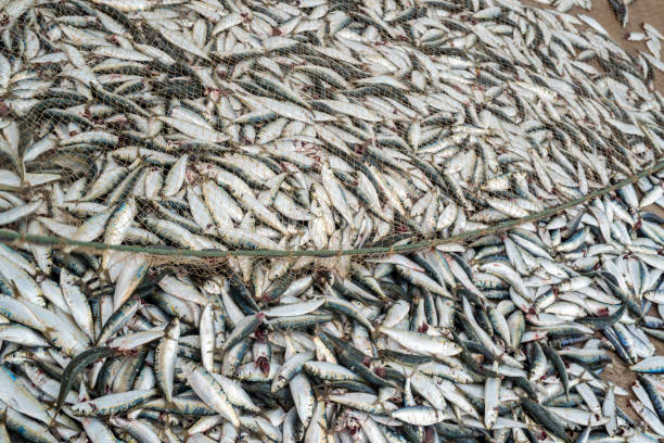 istock Sardine fish and fishing net 979481322