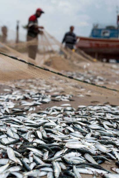 Fishermen and fishs in the fish net