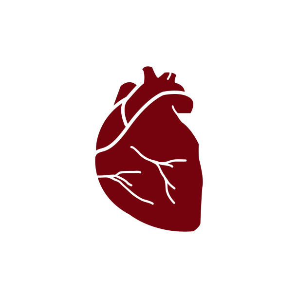 인간의 심장 의료 벡터 아이콘 빨강 - human artery animal artery human heart blood stock illustrations