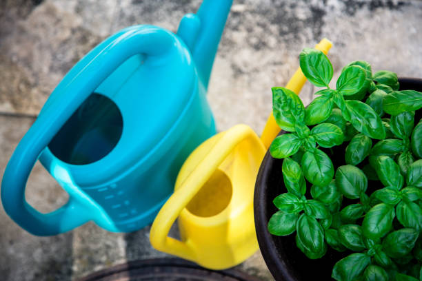 istock Homegrown basil and watering cans 979485922