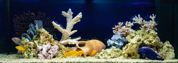 istock Freshwater aquarium with cichlids in pseudo-sea style 979487740
