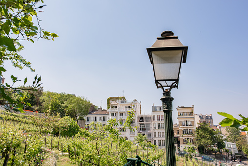 Paris / France - May 16, 2018: A street lantern rises above a vineyard next to the Renoir Gardens at the Museum of Montmartre.