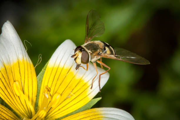 hoverfly en una planta de huevo escalfado - insect fly animal eye single flower fotografías e imágenes de stock
