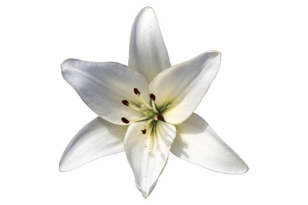 istock Asiatic hybrid lilium 'Blizzard' white flower isolated on white. 979488536