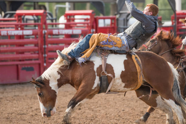 istock Rodeo cowboy and wild horse 979491680
