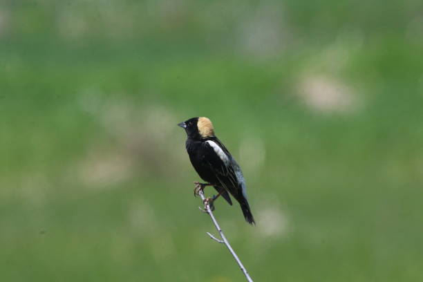 Bobolink Bird A bobolink bird perched in a field.  The English "Bobolink" is from Bob o' Lincoln, describing the call.  During mating season, the male has beautiful colors.

The numbers of these birds are declining due to loss of habitat. Bobolinks are a species at risk throughout Canada. 
 In Vermont, a 75% decline was noted between 1966 and 2007.  Although hay fields are suitable nesting habitat, fields which are harvested early, or at multiple times, in a season may not allow sufficient time for young birds to fledge. bobolink stock pictures, royalty-free photos & images