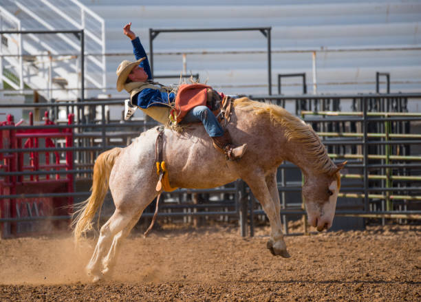 istock Rodeo cowboy and wild horse 979492768