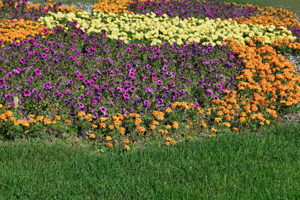 istock Flowerbed in the park 979492960