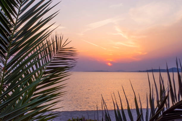 istock Tropical beach at sunset - nature background 979497454