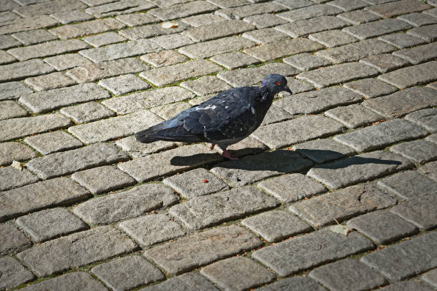 istock Lone pigeon walking along an urban sidewalk 979497624