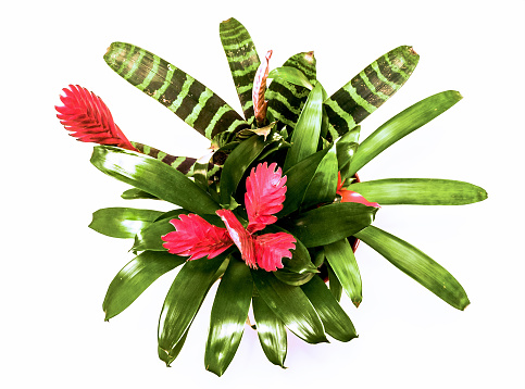 the Vriesia Splenriet; bromelian plant